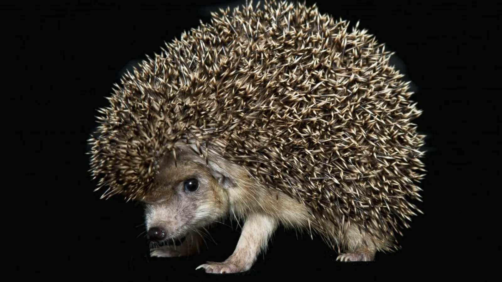 hedgehog